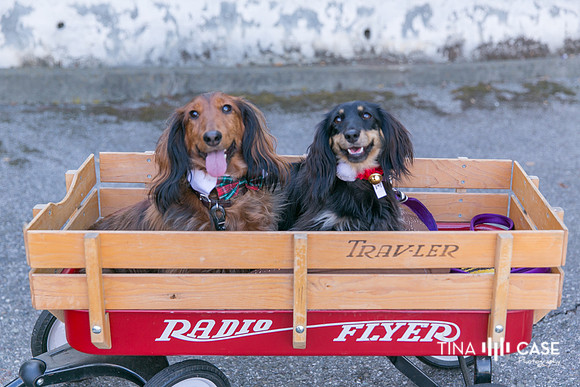 “Top Saratoga California Photographer” “Engagement Photographer” “Head Shot Photographer” “Best Saratoga CA Photographer” “Best Cupertino Photographer” “Saratoga Photographer”