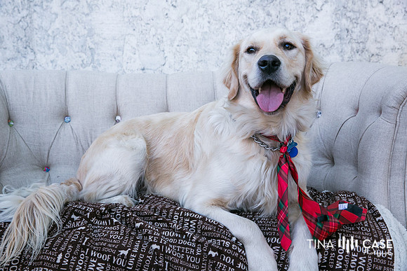“Top Saratoga California Photographer” “Engagement Photographer” “Head Shot Photographer” “Best Saratoga CA Photographer” “Best Cupertino Photographer” “Saratoga Photographer”