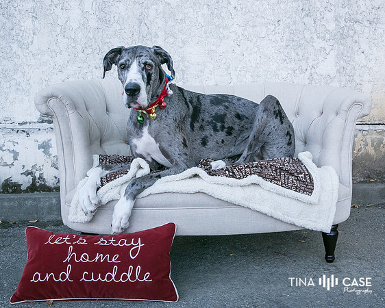 “Top Saratoga California Photographer” “Engagement Photographer” “Head Shot Photographer” “Best Saratoga CA Photographer” “Best Cupertino Photographer” “Saratoga Photographer”