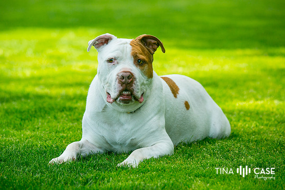 “Top Saratoga California Photographer” “Engagement Photographer” “Head Shot Photographer” “Best Saratoga CA Photographer” “Best Cupertino Photographer” “Saratoga Photographer”