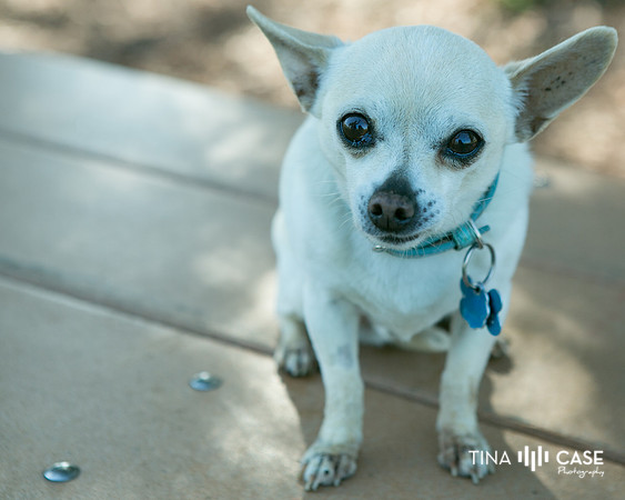 “Top Saratoga California Photographer” “Engagement Photographer” “Head Shot Photographer” “Best Saratoga CA Photographer” “Best Cupertino Photographer” “Saratoga Photographer”