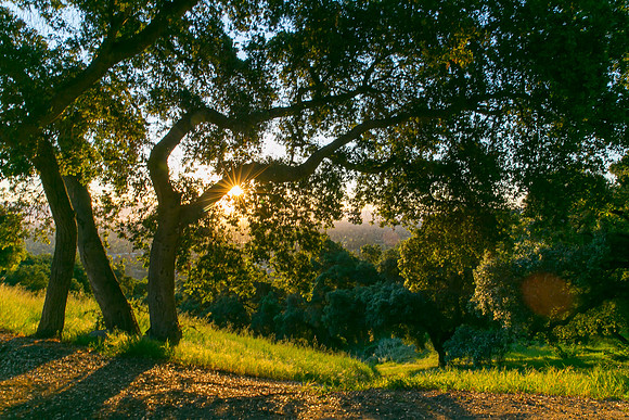“Top Saratoga California Photographer” “Headshot Photographer” “San Francisco Photographer” “Best Saratoga CA Photographer” “Best Cupertino Photographer” “Saratoga Photographer”