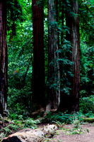 “Top Saratoga California Photographer” “Engagement Photographer” “Head Shot Photographer” “Best Saratoga CA Photographer” “Best Cupertino Photographer” “Saratoga Photographer”