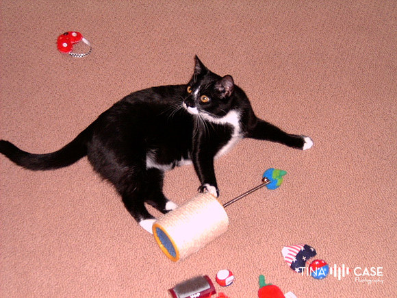 Cool Cat 003