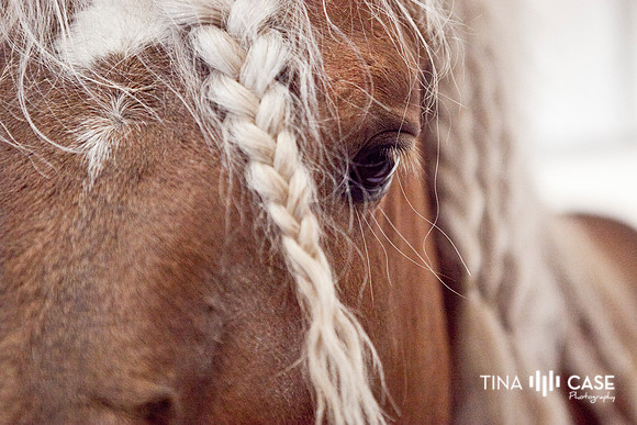“Top Saratoga California Photographer” “Engagement Photographer” “Head Shot Photographer” “Best Saratoga CA Photographer” “Best Cupertino Photographer” “Saratoga Photographer”
