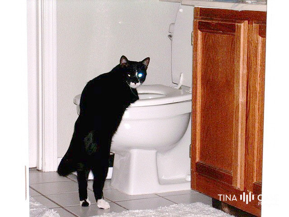 Cool Cat toilet