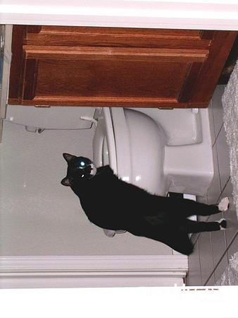 Cool Cat toilet rotate